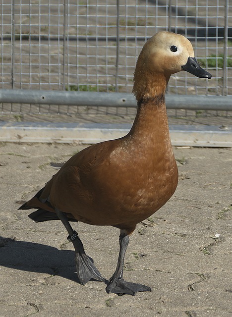 防守力度